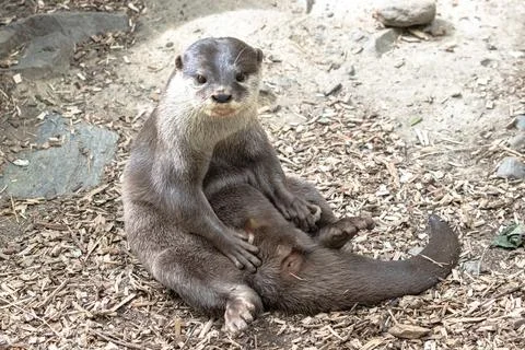 Otters in an enclosure, cute Stock Photos