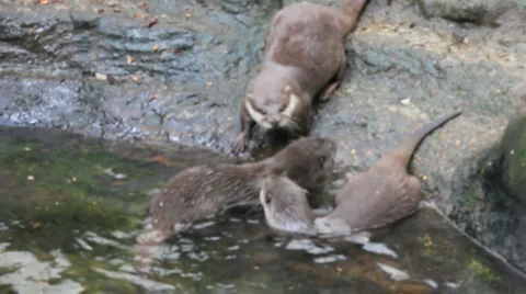 Otters Video stock 918397