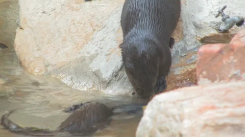 Otters Video stock 1075581