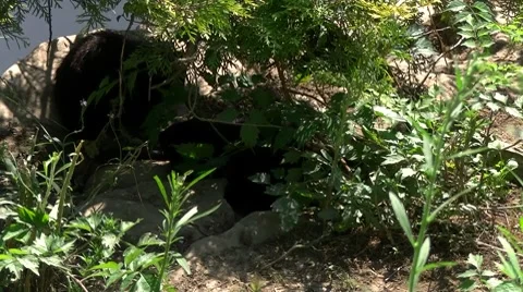 Otters Stock Footage 8601221