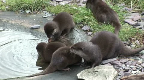 Otters Video stock 12359078