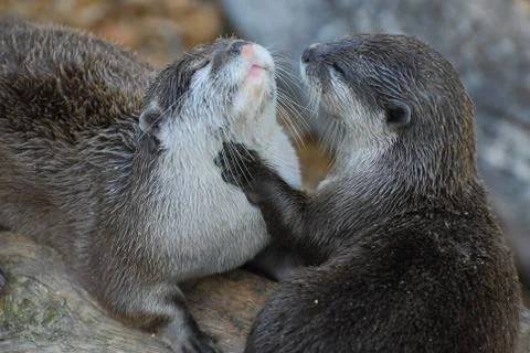 Otters grooming Stock Photos