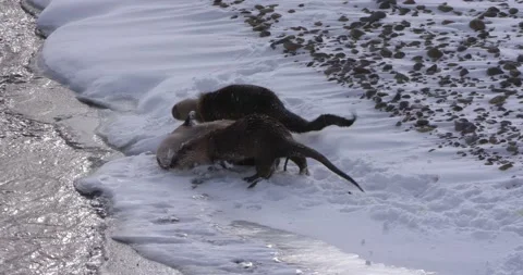 Otters Jumped into the River 스톡 동영상 240018367