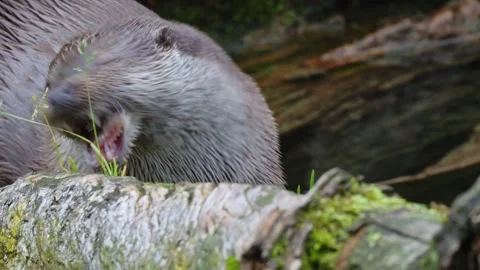 Otters in the lake Stock Footage 280339373