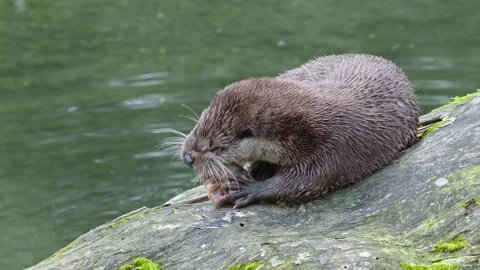 Otters in the lake Stock Footage 280339375