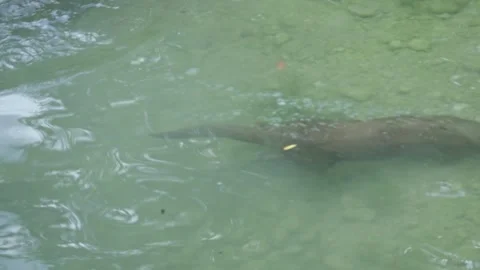 Otters in the lake Stock Footage 280339386