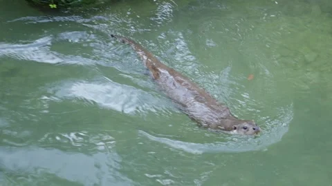Otters in the lake Stock Footage 280339406