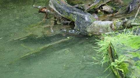 Otters in the lake Stock Footage 280339407