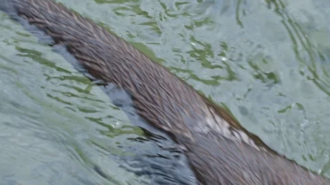 Otters in the lake Stock Footage 280339506
