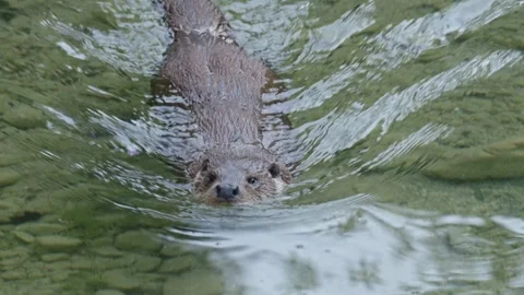 Otters in the lake Stock Footage 280339515