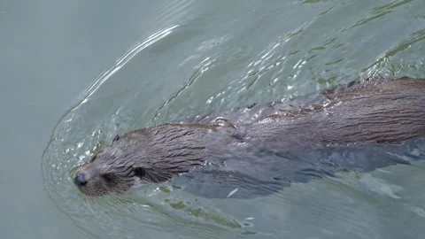 Otters in the lake Stock Footage 280339585