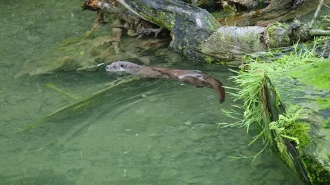 Otters in the lake Stock Footage 280339588