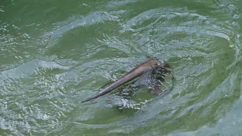 Otters in the lake Stock Footage 280339590