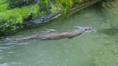 Otters in the lake Stock Footage 280339646