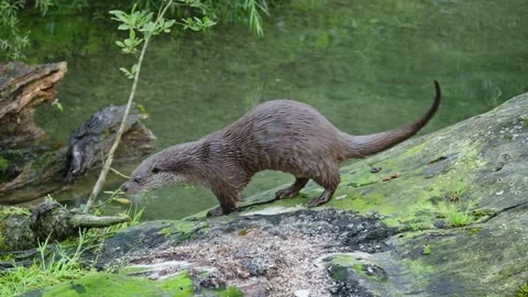 Otters in the lake Stock Footage 280339681