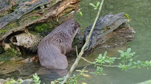 Otters in the lake Stock Footage 280339685