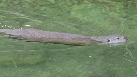Otters in the lake Stock Footage 280339686