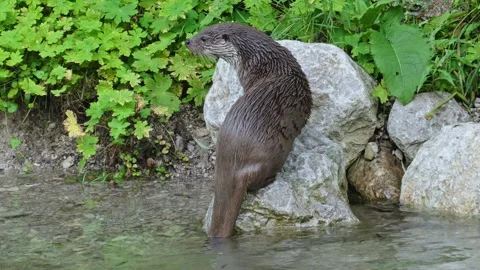 Otters in the lake Stock Footage 280339706