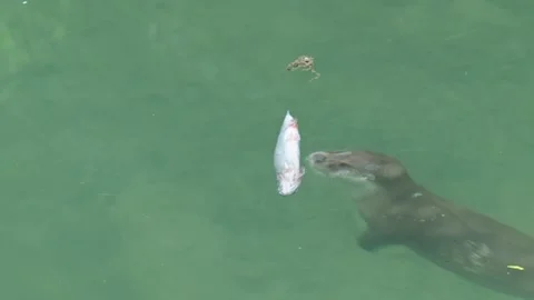 Otters in the lake Stock Footage 280339748