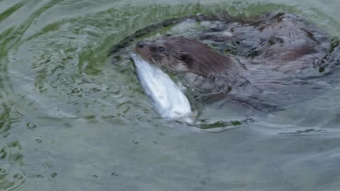 Otters in the lake Stock Footage 280339786