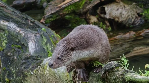 Otters in the lake Stock Footage 280339835