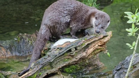 Otters in the lake Stock Footage 280339899