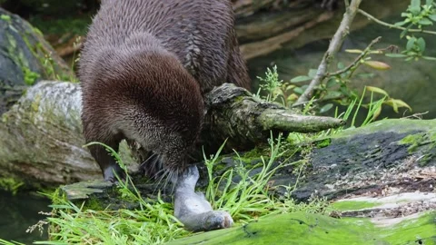 Otters in the lake Stock Footage 280339958