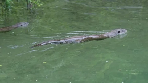 Otters in the lake Stock Footage 280339978