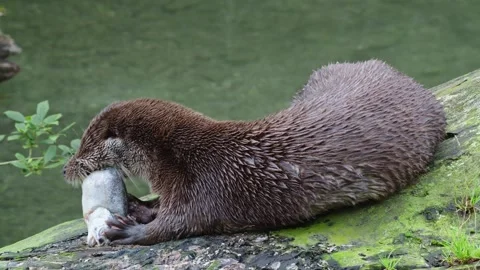Otters in the lake Stock Footage 280339993