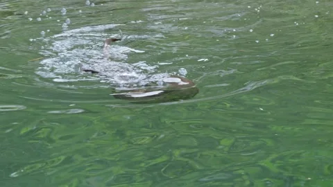 Otters in the lake Stock Footage 280340008