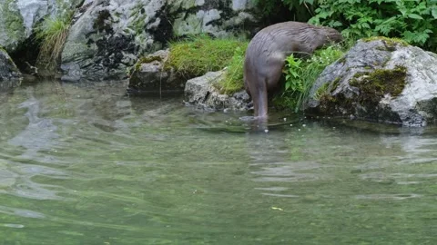 Otters in the lake Stock Footage 280340053