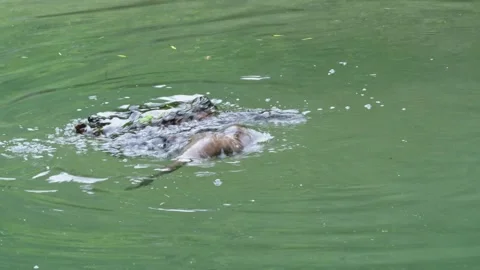 Otters in the lake Stock Footage 280340059