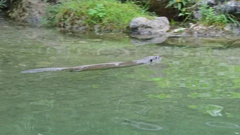 Otters in the lake Stock Footage 280340094
