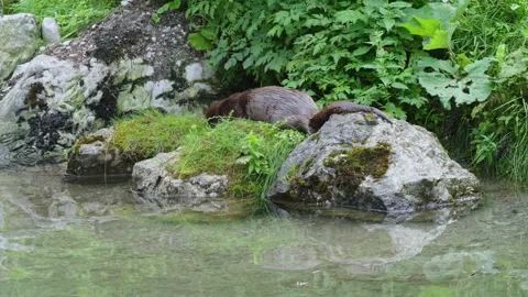 Otters in the lake Stock Footage 280340096