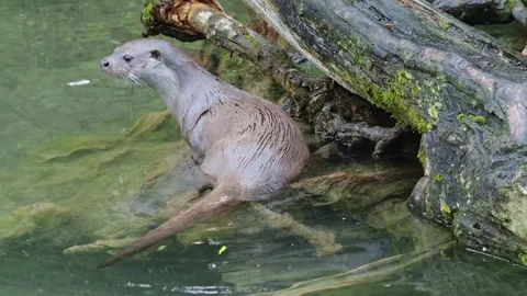 Otters in the lake Stock Footage 280340098