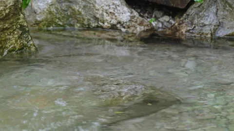 Otters in the lake Stock Footage 280340099