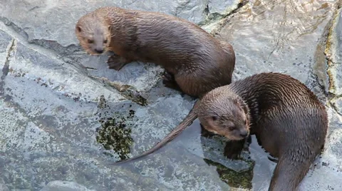 Otters Look Stock Footage 5735780