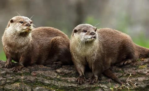 Otters Foto stock