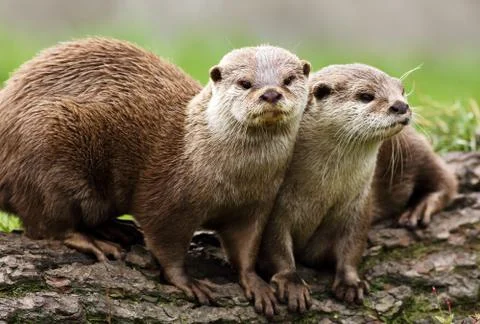 Otters Foto stock