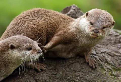 Otters Stock Photos