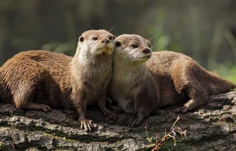 Otters Stock Photos