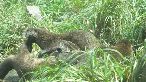 Otters playing on the bank 스톡 동영상 115012992