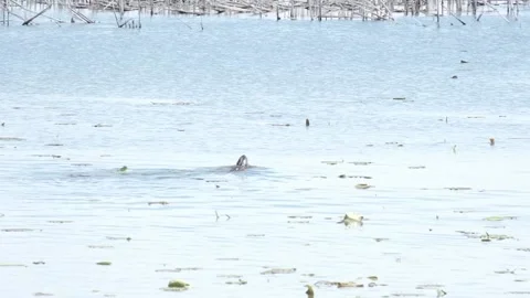 Otters playing Stock Footage 154877561