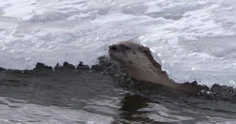 Otters Playing Hide and Seek 스톡 동영상 240017258