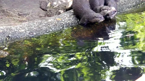 Otters playing on the shore, dive and swim in the zoo Stock-Footage 48871939