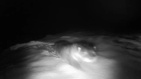 Otters playing in the snow at night Video stock 149083601