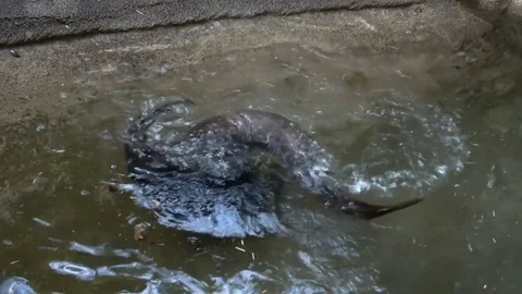 Otters playing, tumbling, rolling in water. Slow motion Stock Footage 77081936