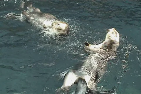 Otters playing in the water Stock Footage 116966