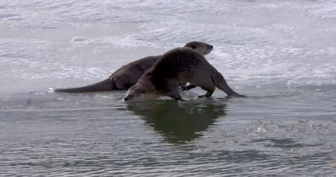 Otters Playing in the Water 스톡 동영상 240019851
