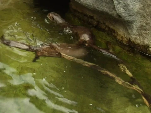 Otters Playing2 Video stock 313192